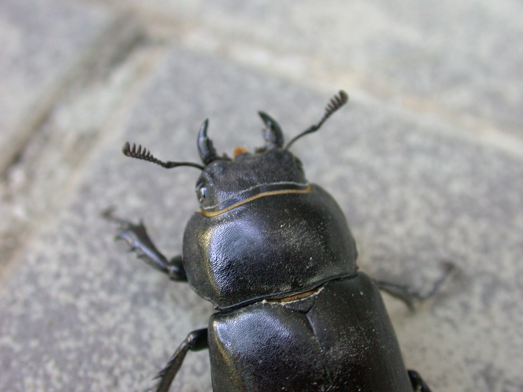 Sarebbe morto...? Lucanus tetraodon